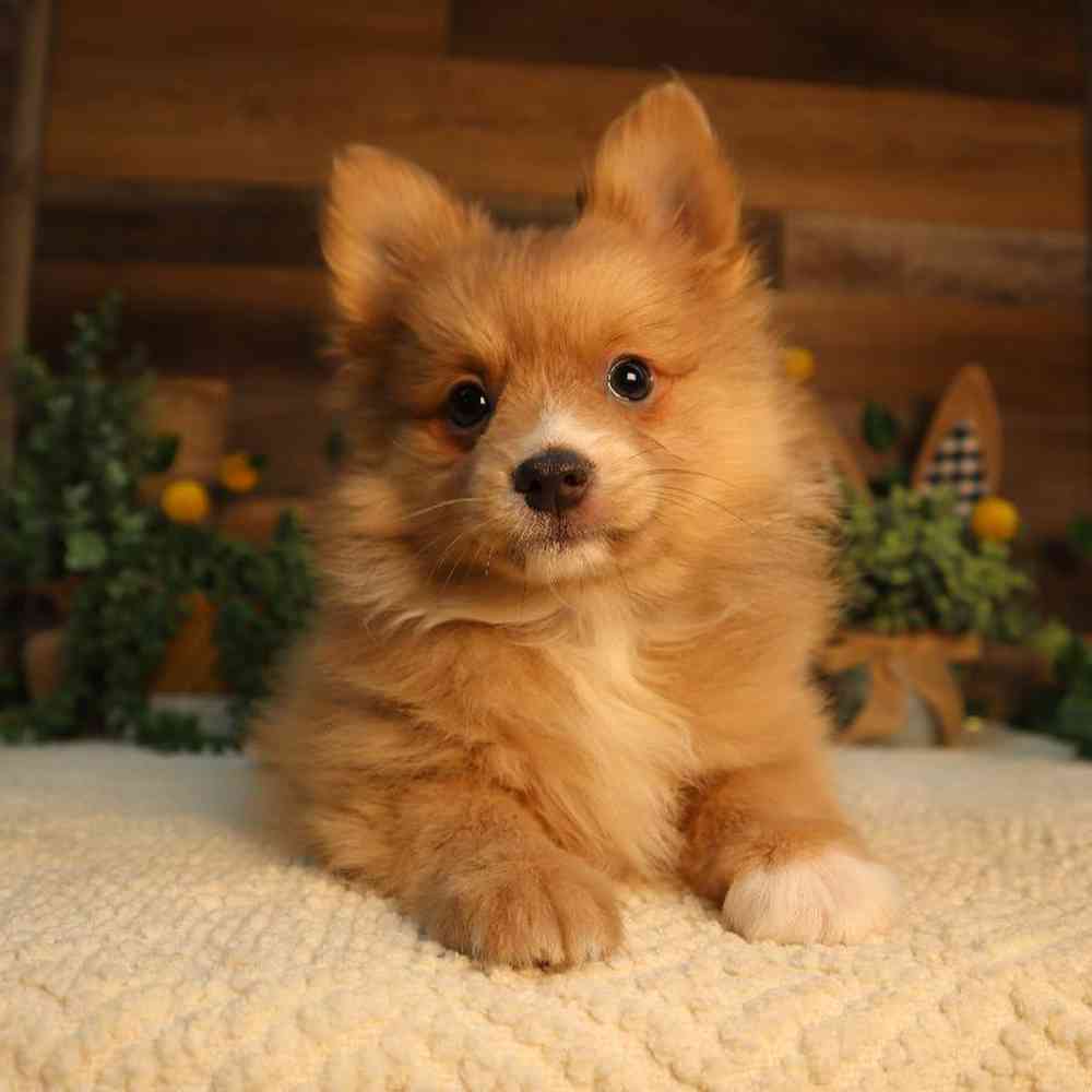 Male Pomeranian Puppy for Sale in Blaine, MN