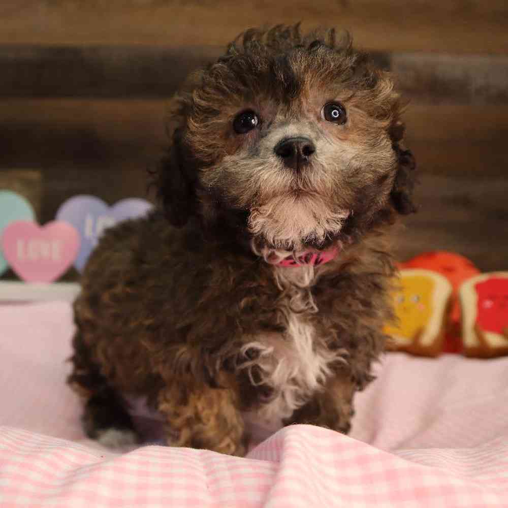 carousel pet images