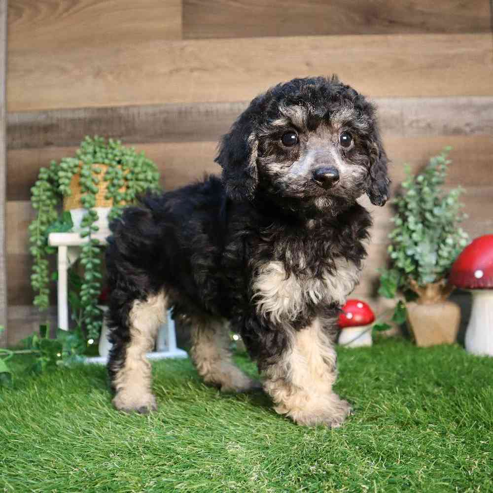 carousel pet images