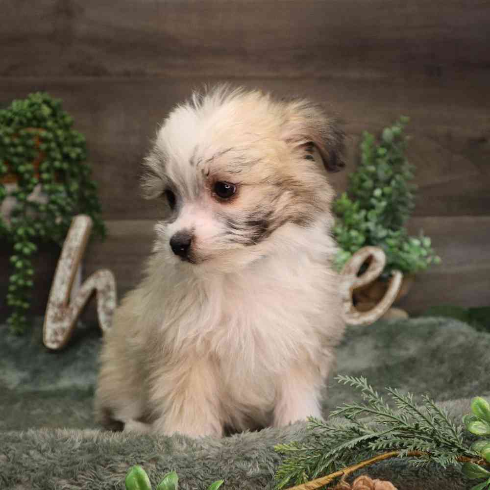 carousel pet images