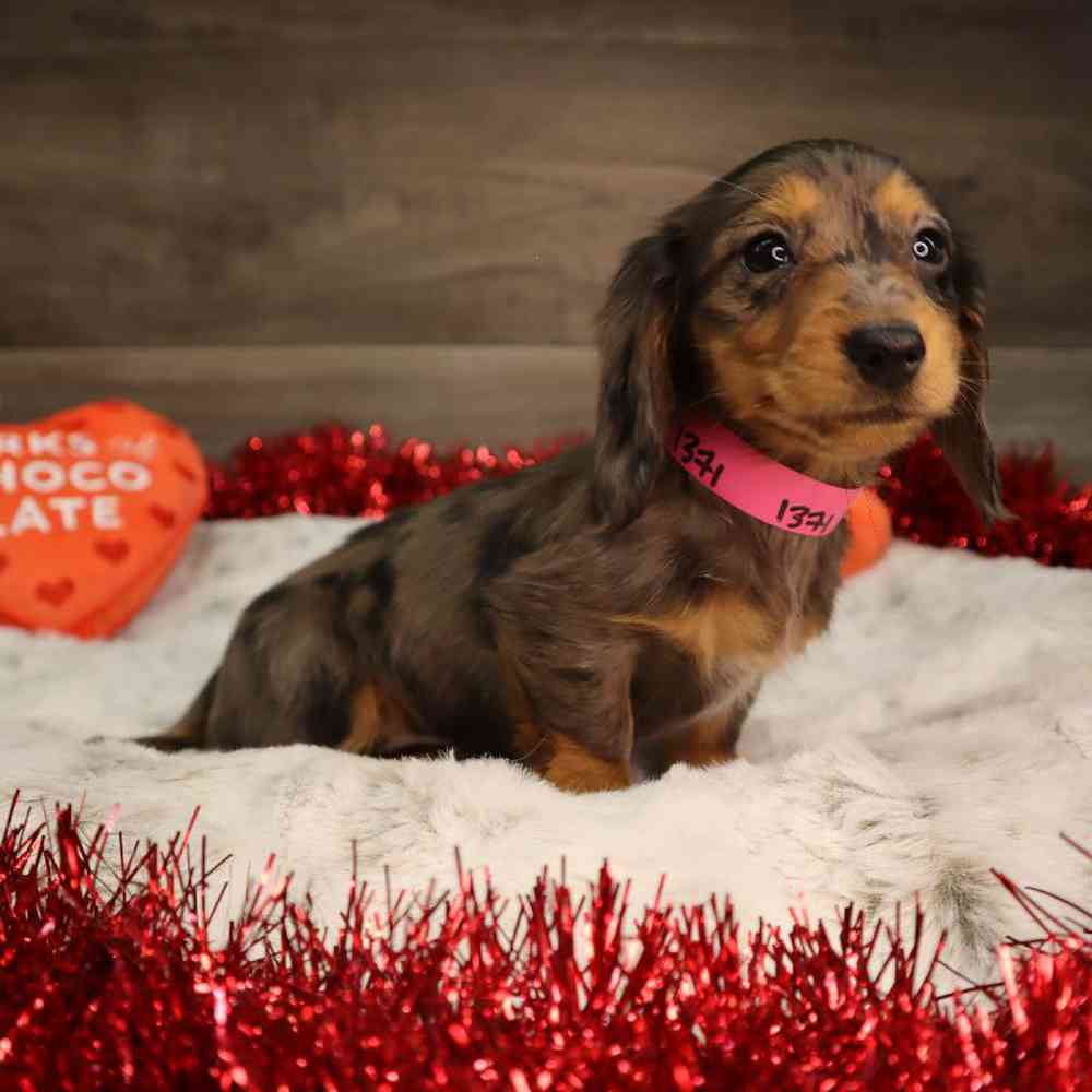 Female Dachshund Puppy for Sale in Blaine, MN