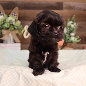 Teddy Poo