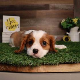 Cavalier King Charles Spaniel