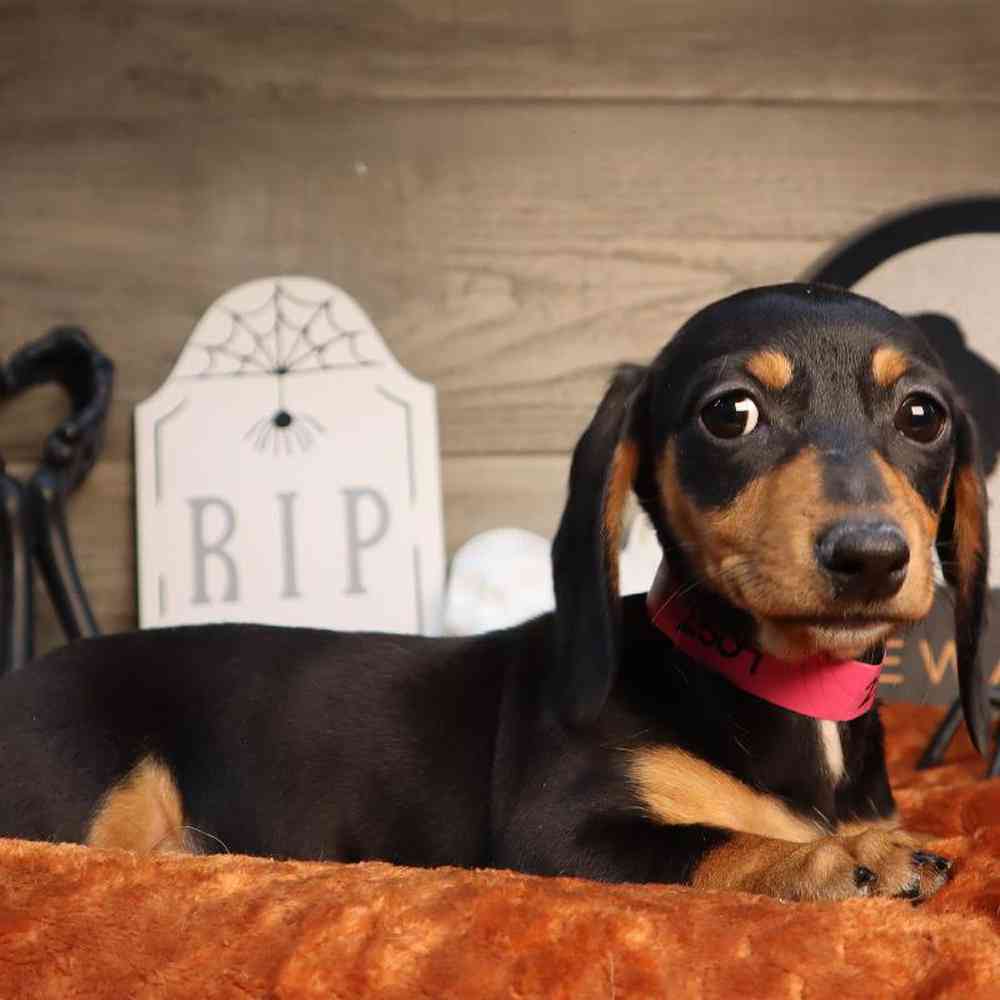 Dachshund Puppy for sale - Four Paws and a Tail