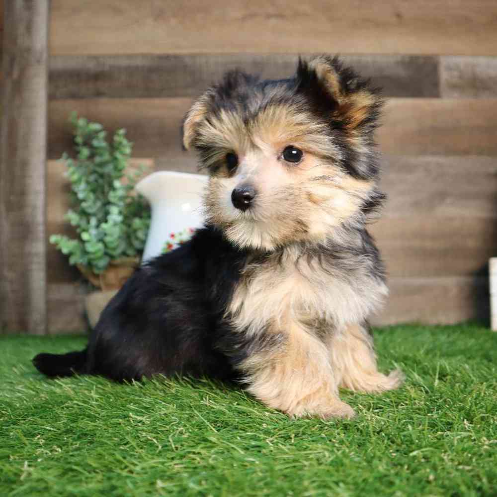 Male Morkie Puppy for Sale in Blaine, MN