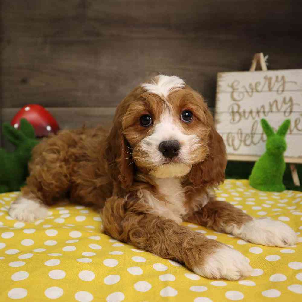 carousel pet images