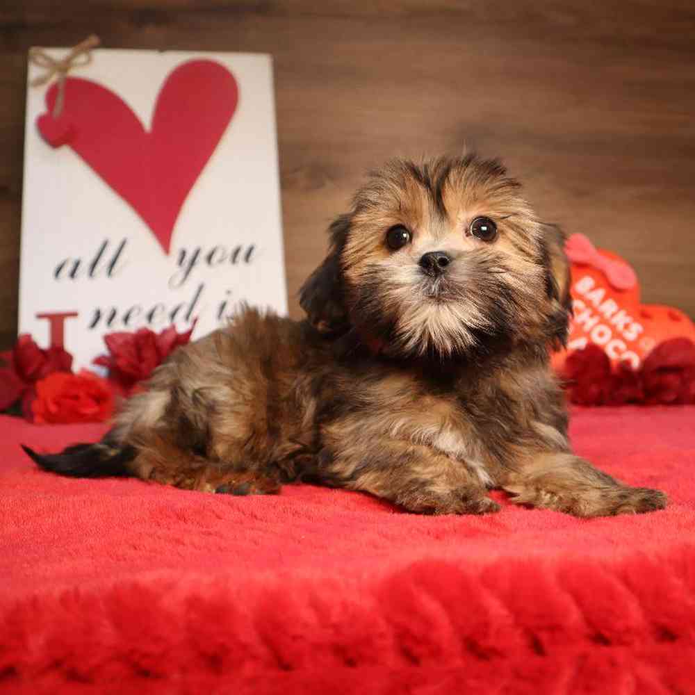 carousel pet images