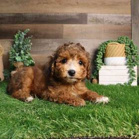 Mini Poodle
