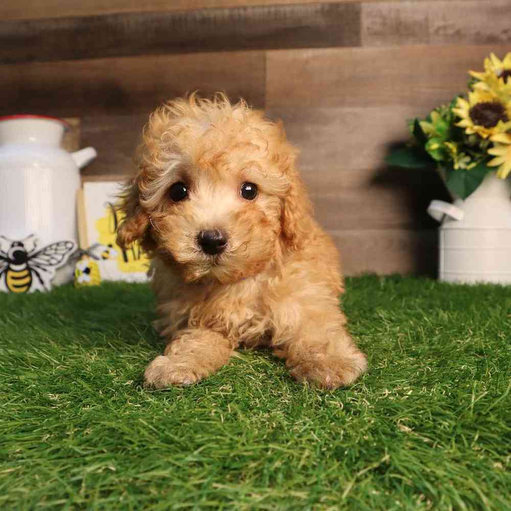 Male Mini Poodle Puppy for Sale in Blaine, MN