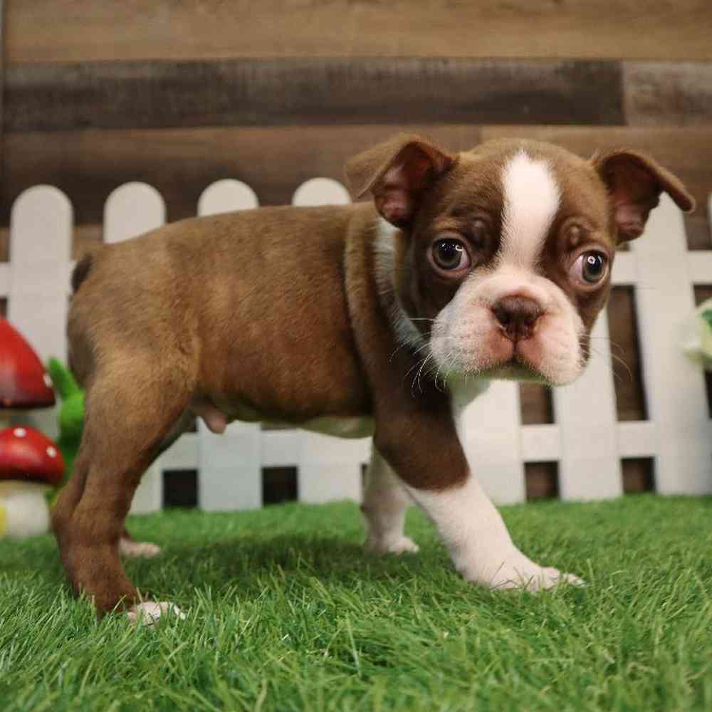 carousel pet images