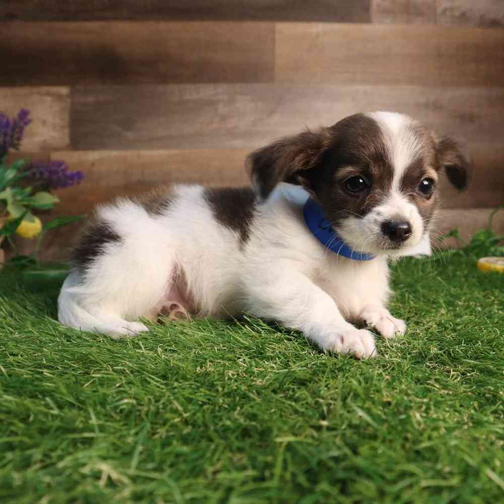 Male Chihuahua Puppy for Sale in Blaine, MN