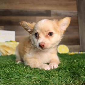 Chihuahua