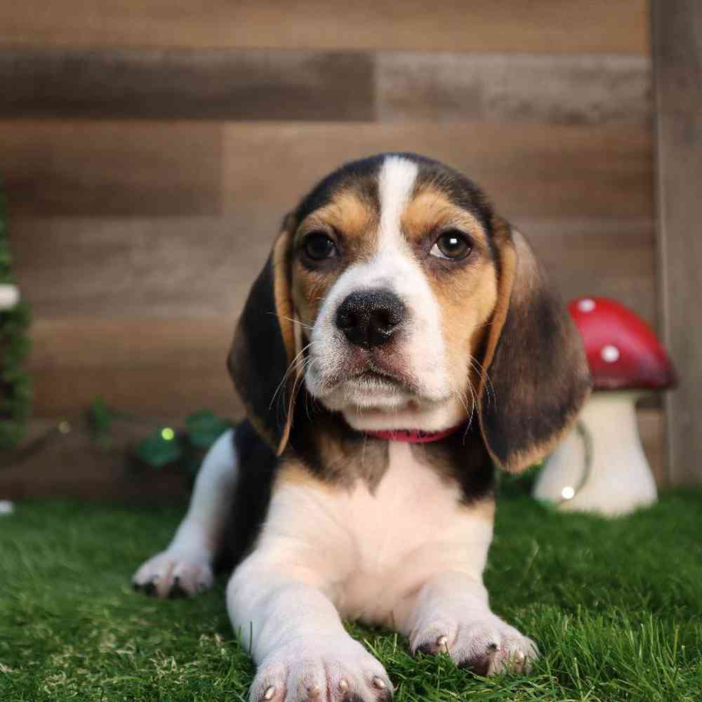 carousel pet images