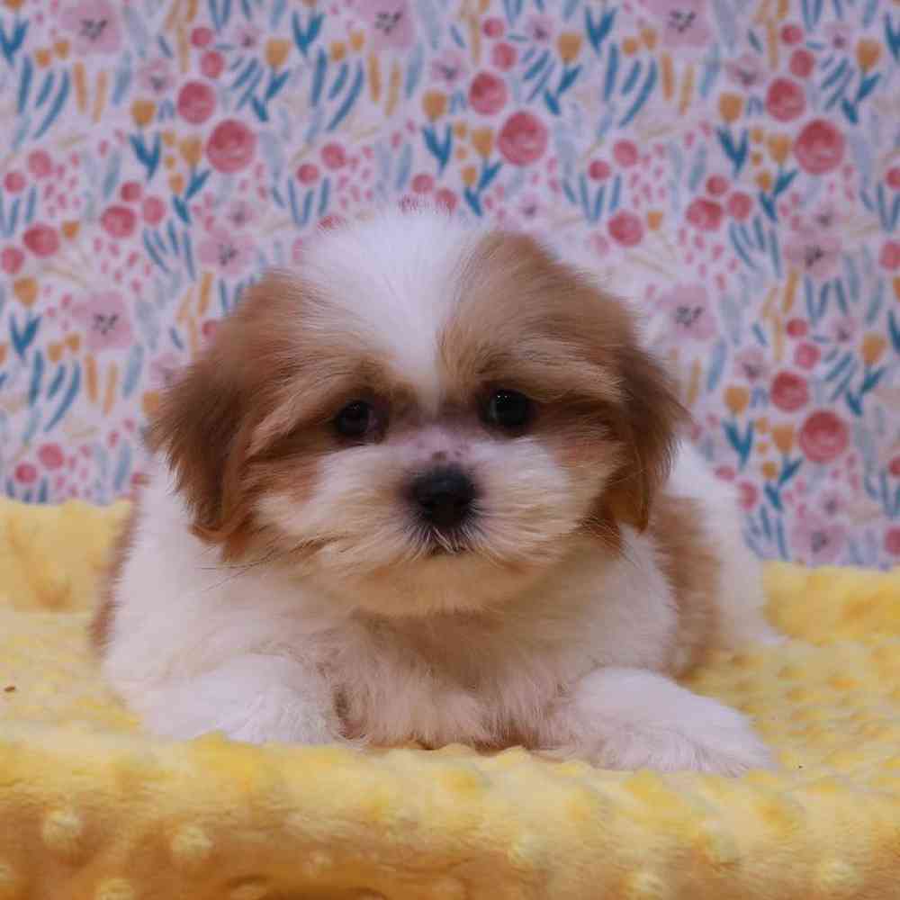 carousel pet images