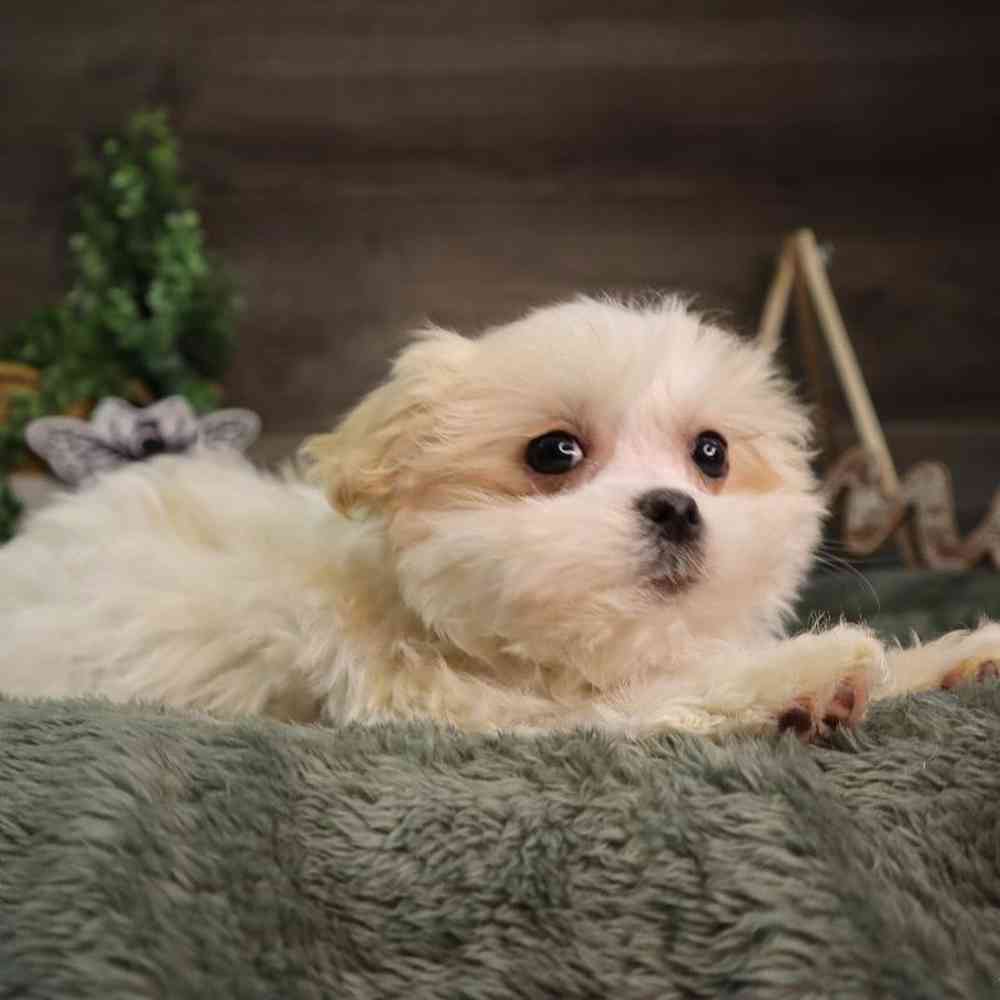 Male Malshi Puppy for Sale in Blaine, MN