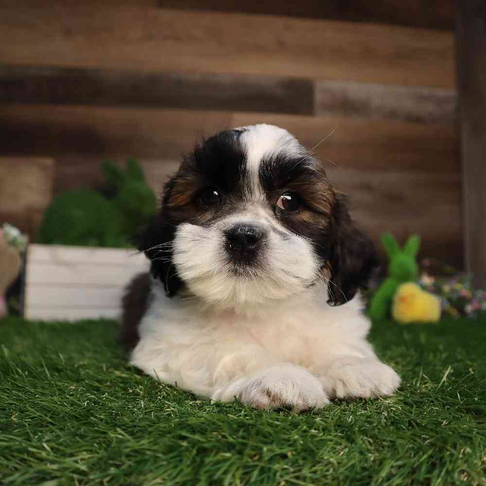 carousel pet images