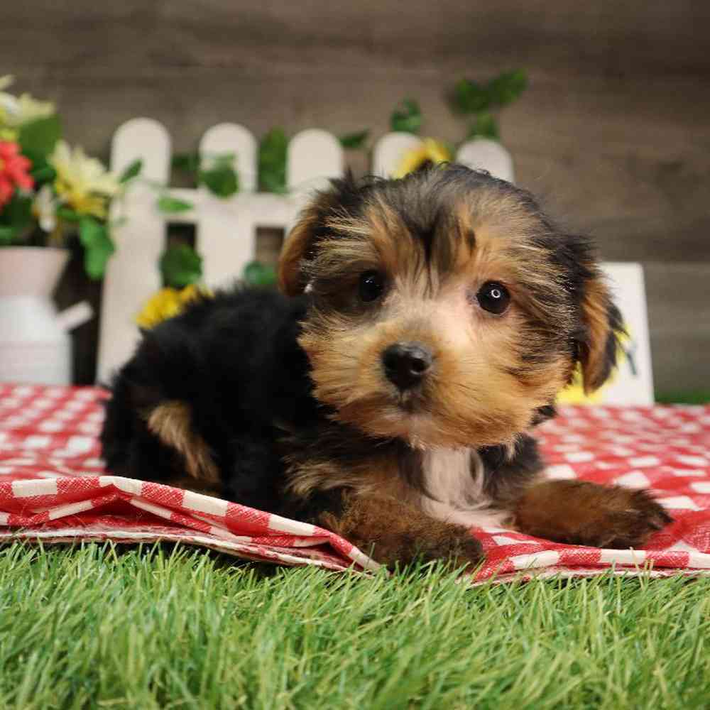 Male Yorkshire Terrier Puppy for Sale in Blaine, MN