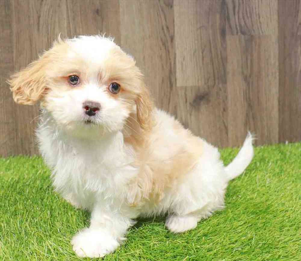 Malshi Puppies For Sale Four Paws And A Tail Malshi puppies for sale four paws and a tail
