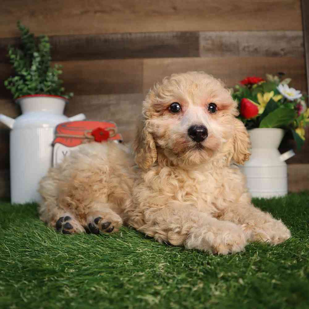 Image of a pet breed in the gallery
