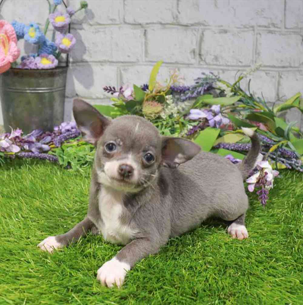 carousel pet images