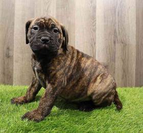 Bull Mastiff