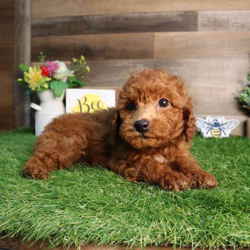 Male Bichon-Poo Puppy for Sale in Blaine, MN