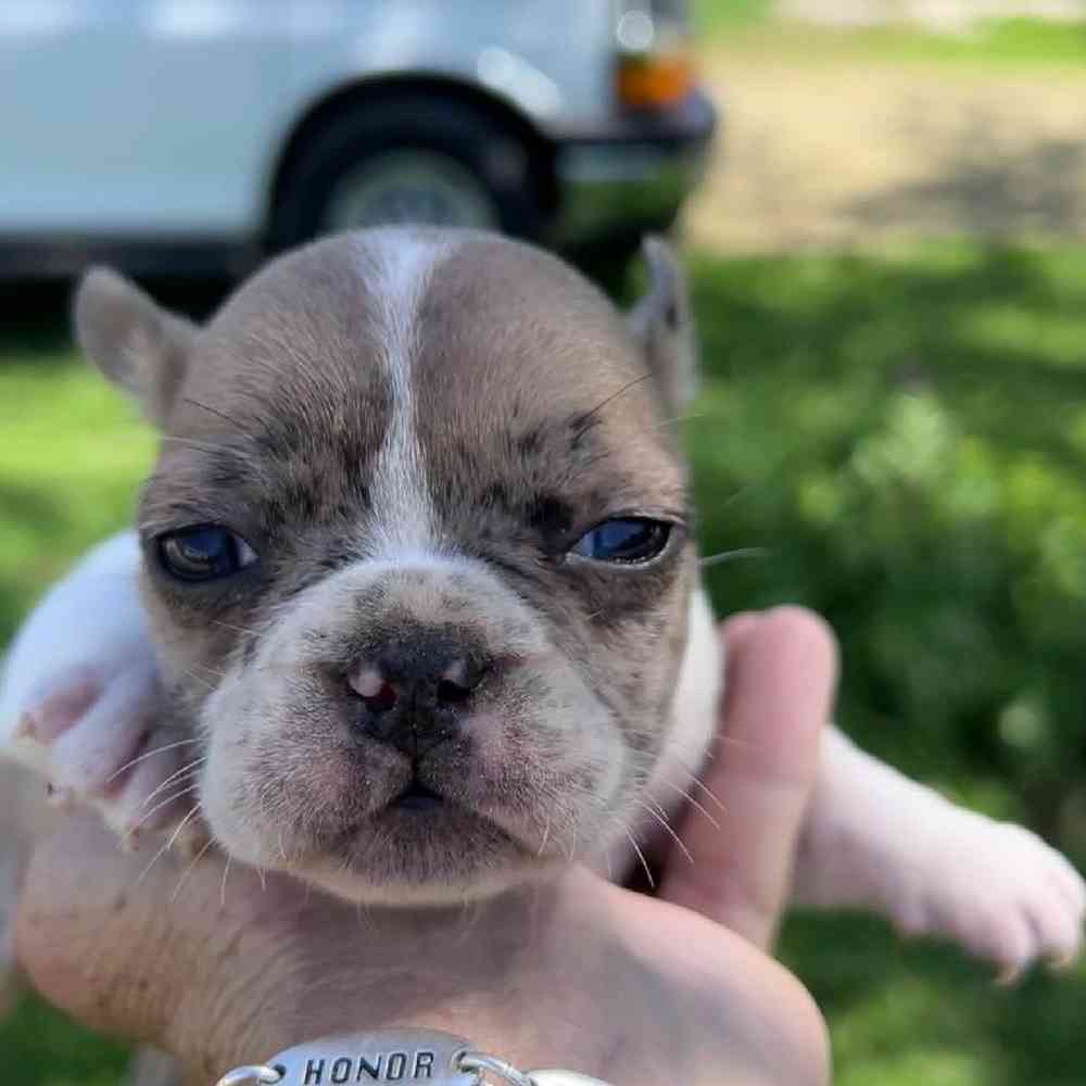 Female Frenchton Puppy for sale