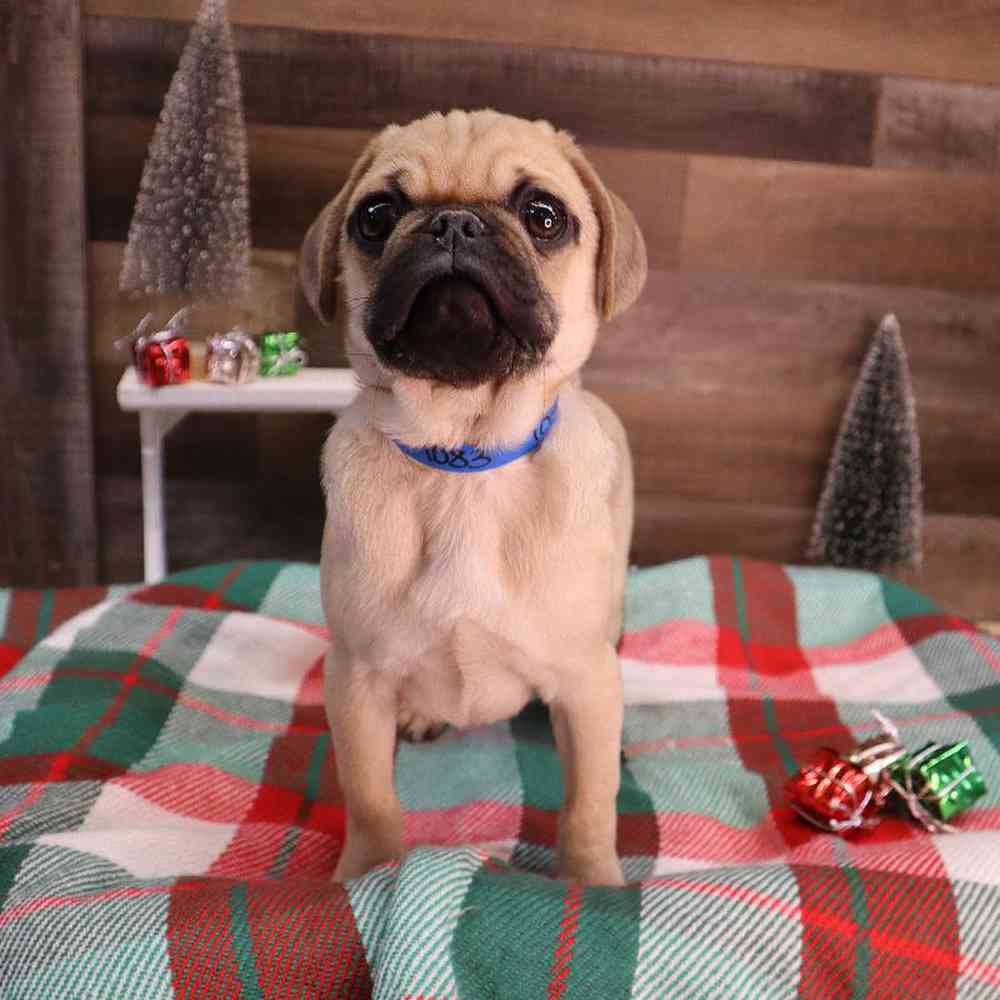 carousel pet images