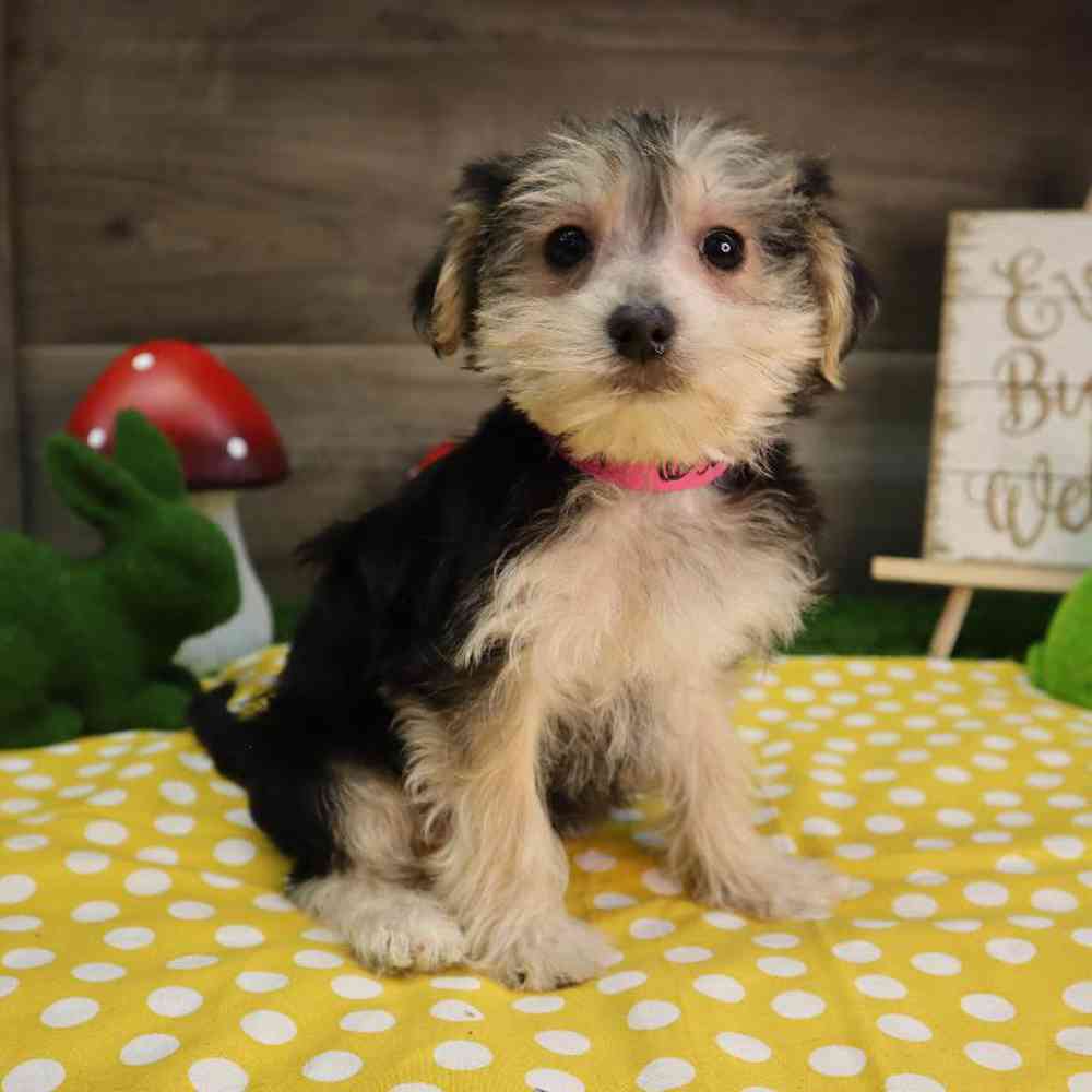 Toy morkie for sale sale
