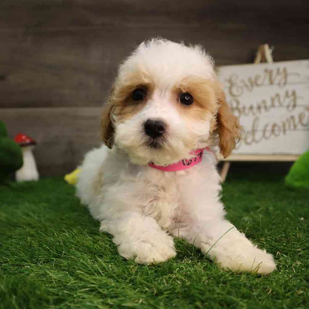 carousel pet images