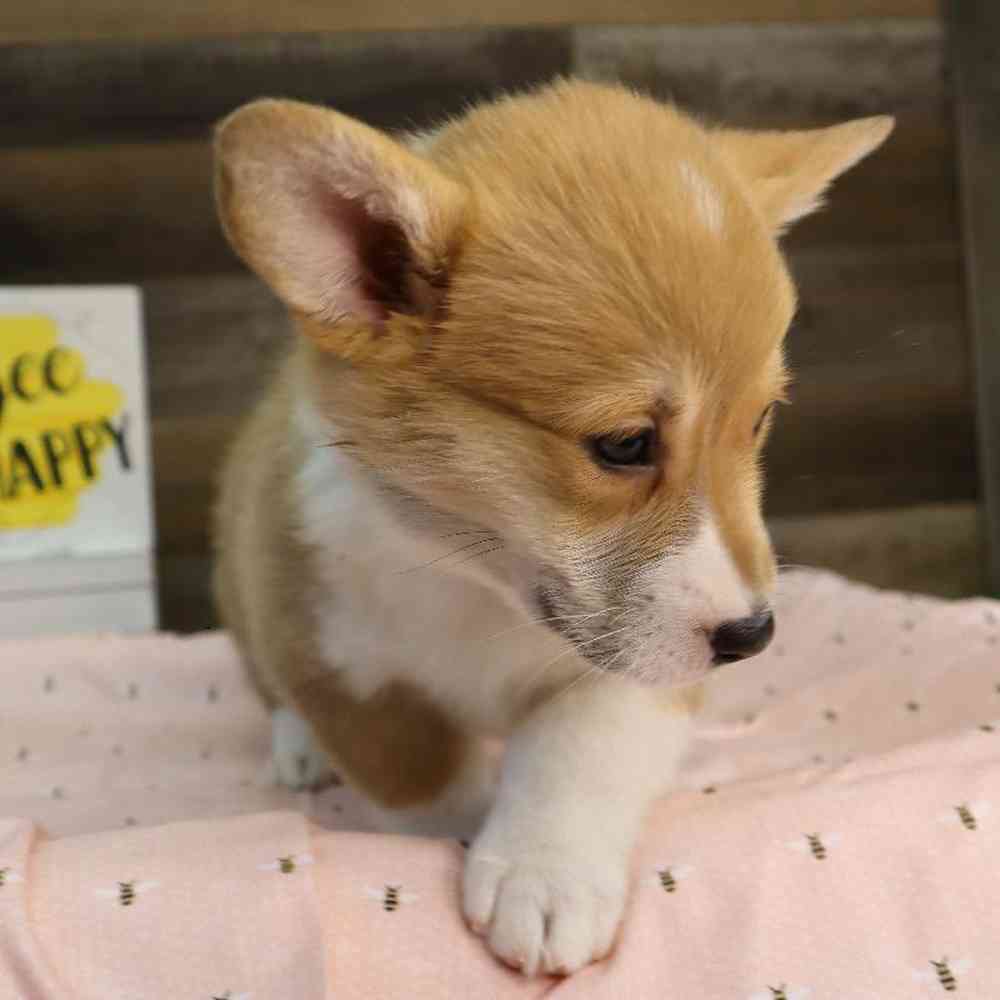 carousel pet images