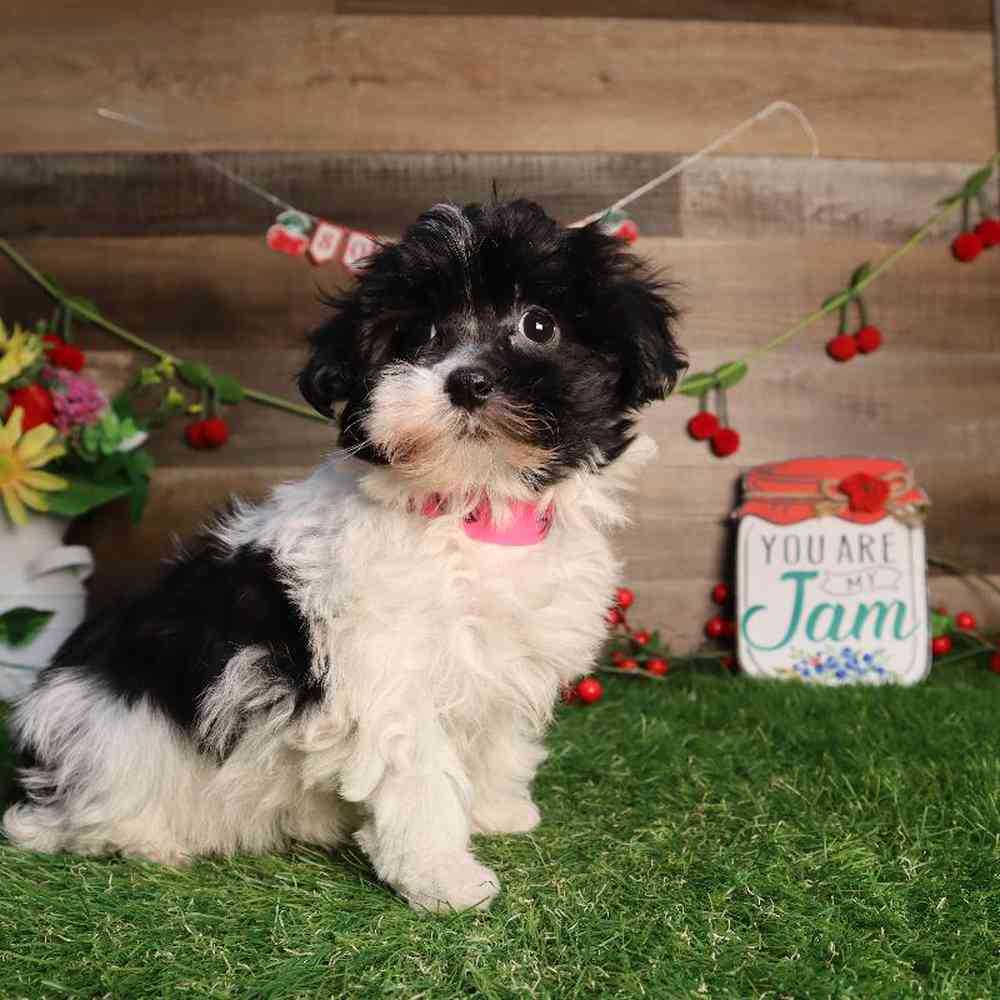 carousel pet images