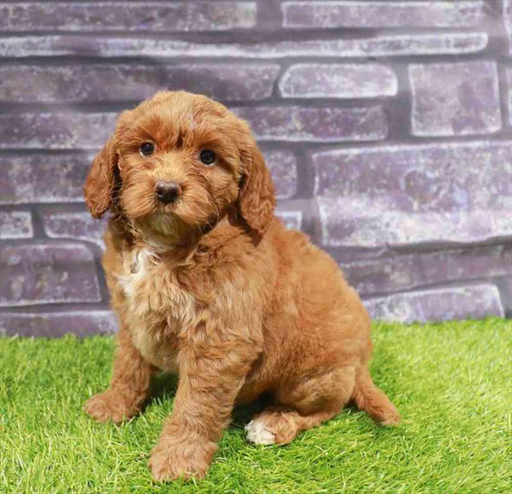 carousel pet images