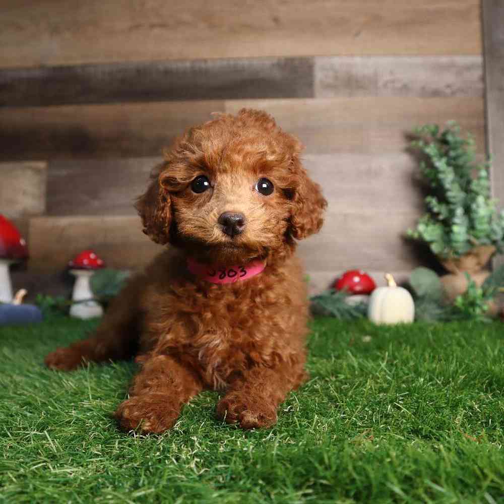 carousel pet images