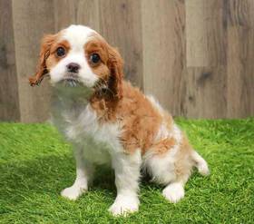 Cavalier King Charles Spaniel