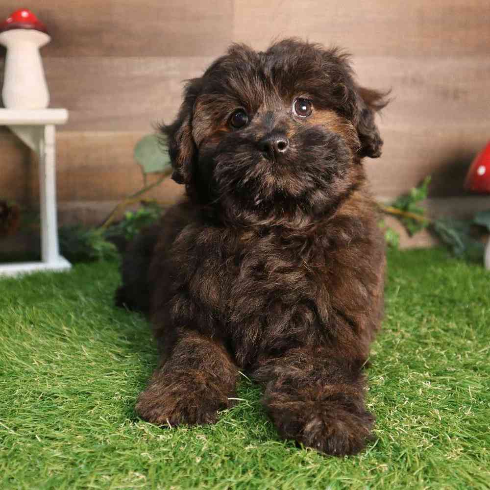 carousel pet images