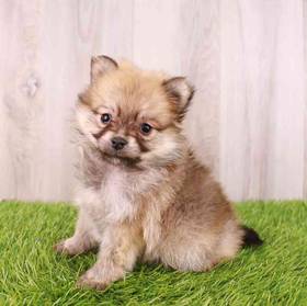 Pomeranian