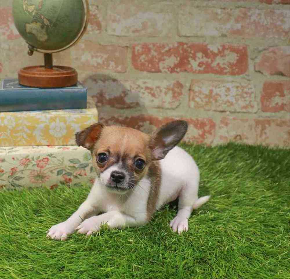 carousel pet images