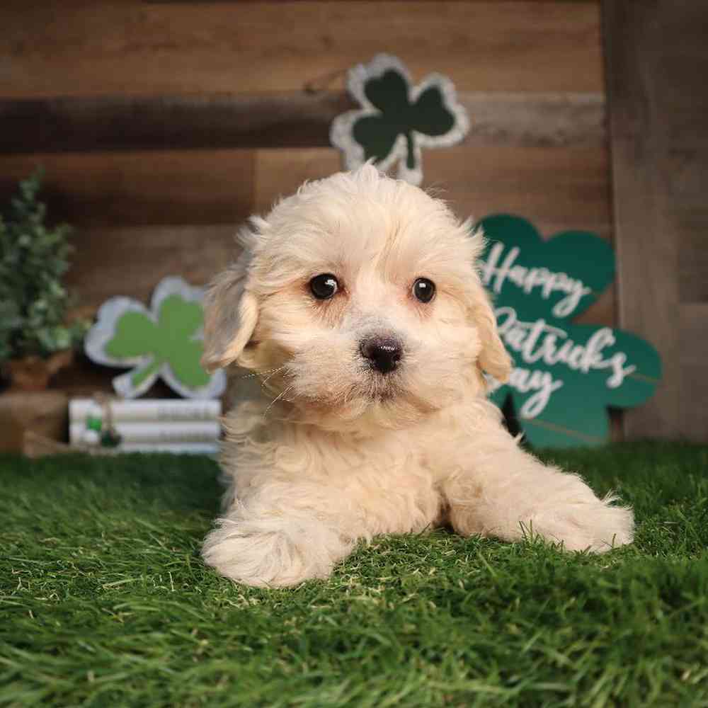 Female Shipoo Puppy for Sale in Blaine, MN