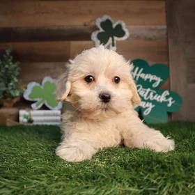 Shipoo
