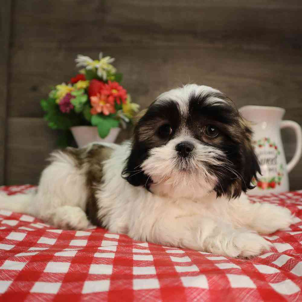 carousel pet images