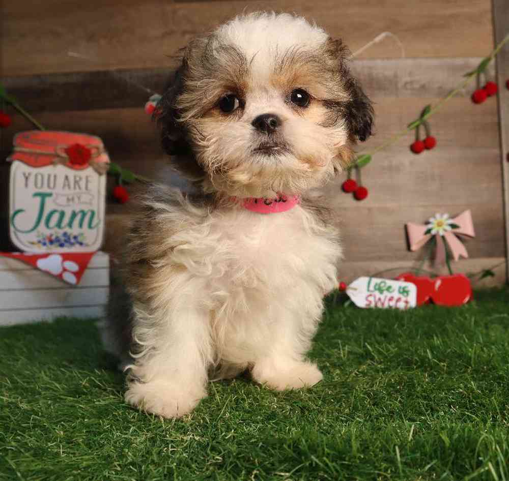 carousel pet images