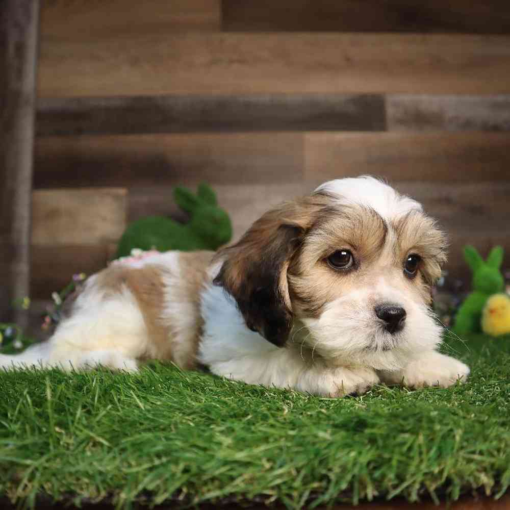 Male Teddy Bear Puppy for Sale in Blaine, MN