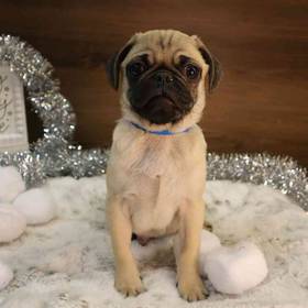 Puggle