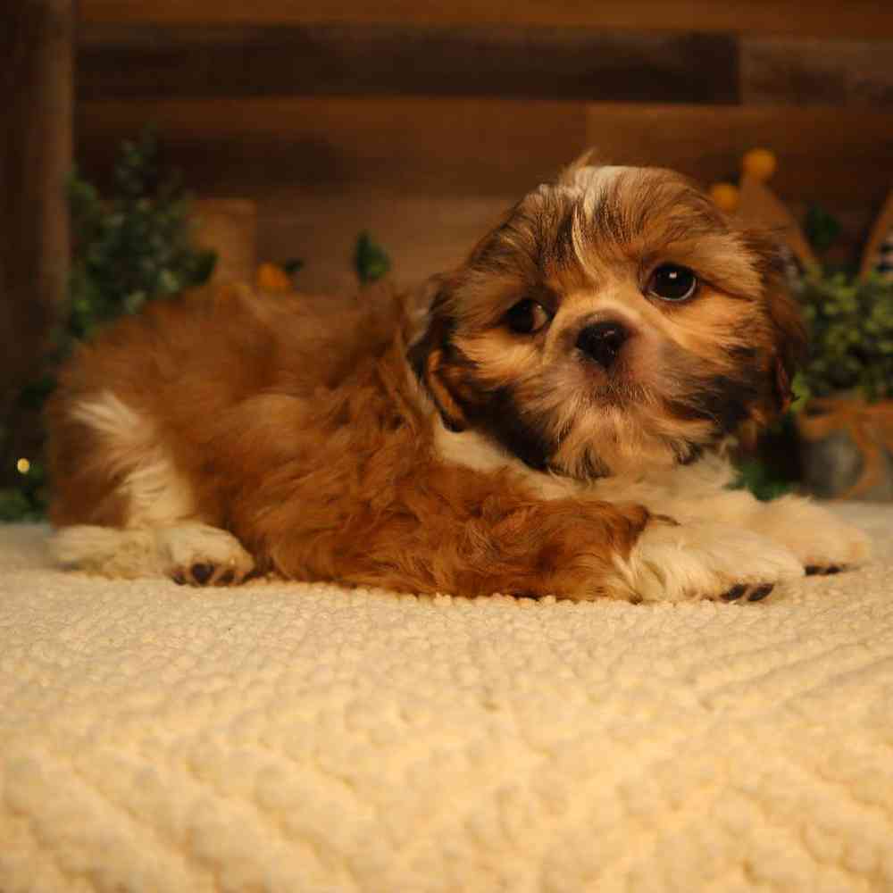 carousel pet images