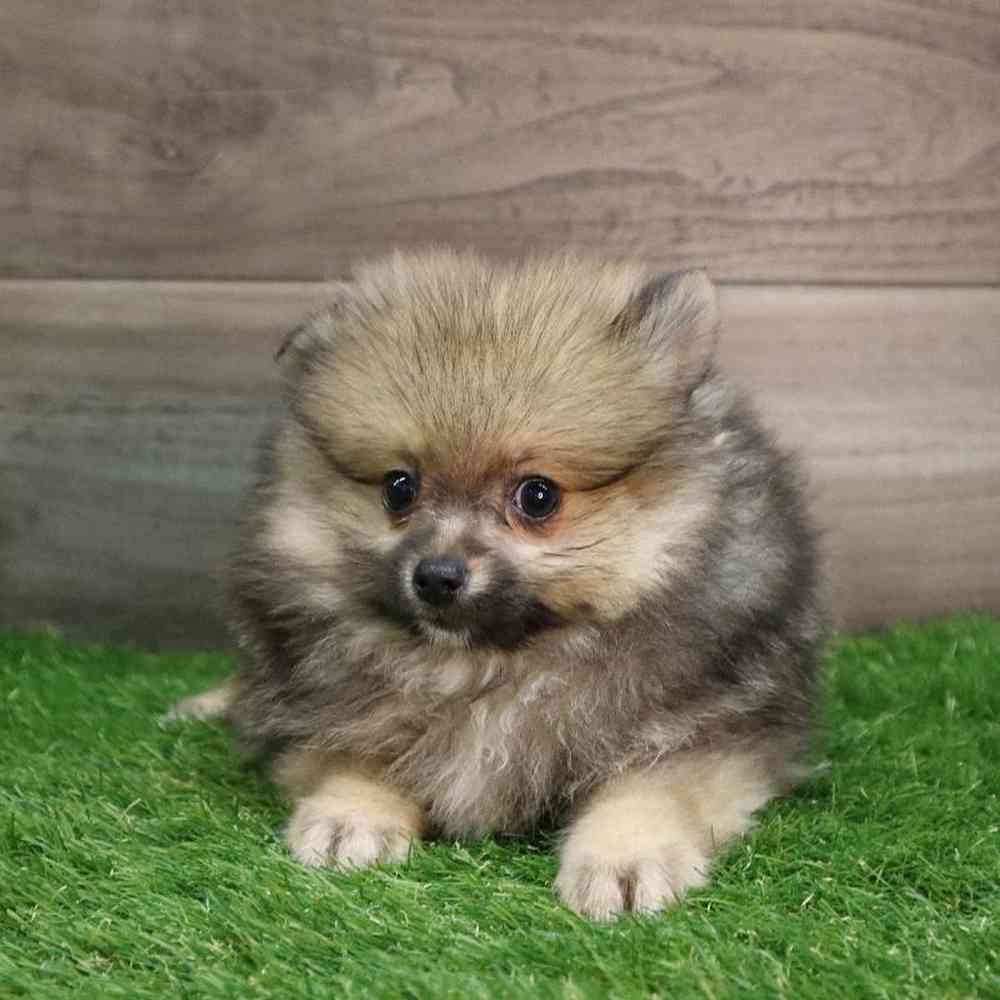 Male Pomeranian Puppy for sale