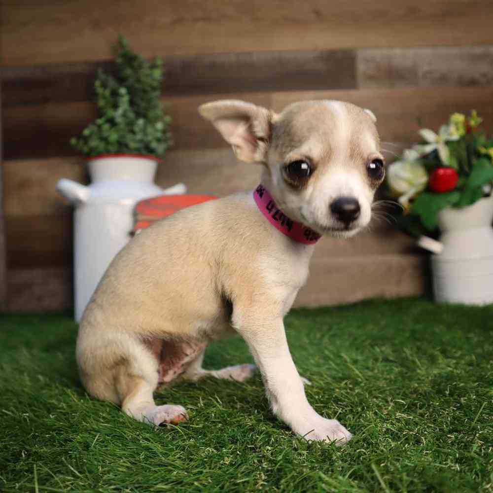 carousel pet images