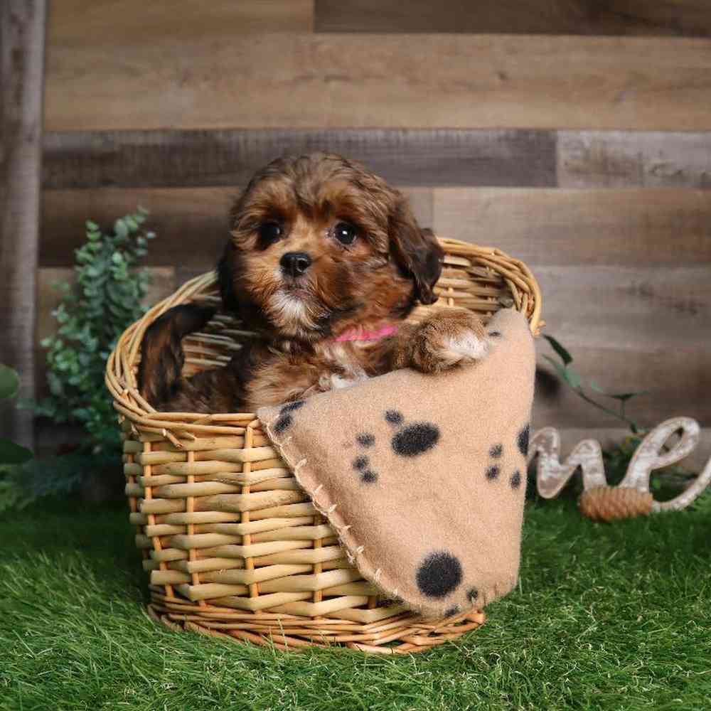carousel pet images
