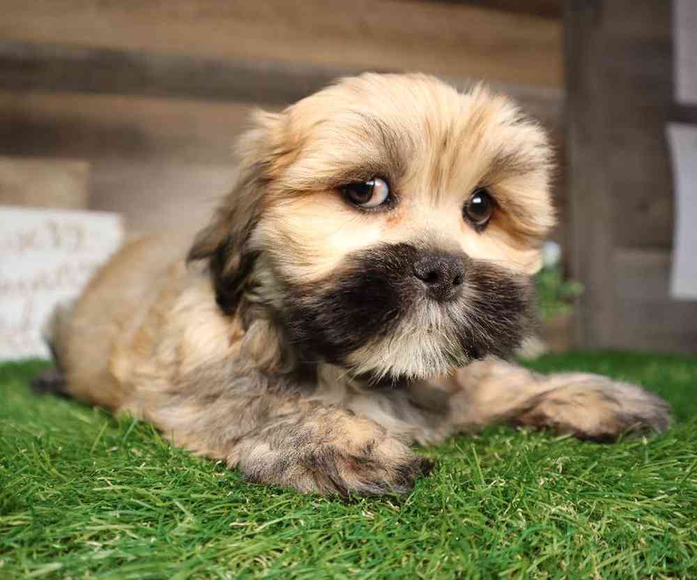 Male Lhasa Apso Puppy for Sale in Blaine, MN