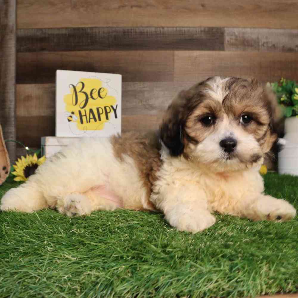 Female Teddy Bear Puppy for Sale in Blaine, MN
